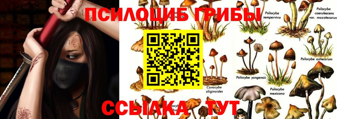 Галлюциногенные грибы GOLDEN TEACHER  Вход с VPN  Гурьевск 
